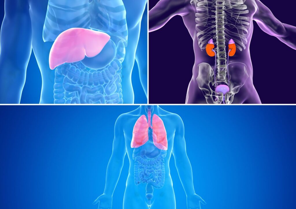 Desintoxicar el cuerpo: Hígado, riñones y pulmones.